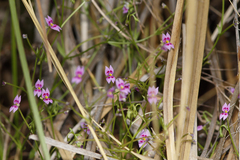 Stylidium fluminense
