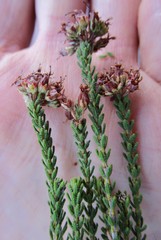 Erica stylaris