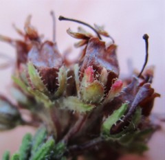 Erica stylaris