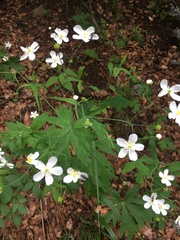 Ranunculus aconitifolius