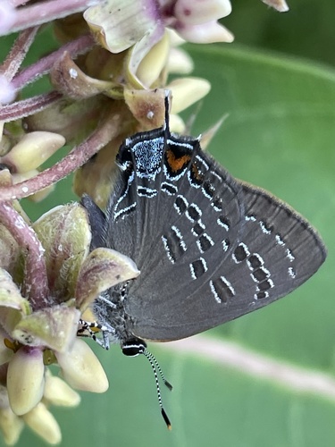 Banded Hairstreak photo 5