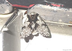 Acronicta funeralis