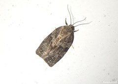 Choristoneura conflictana