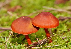 Cortinarius kula