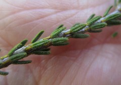 Erica stylaris