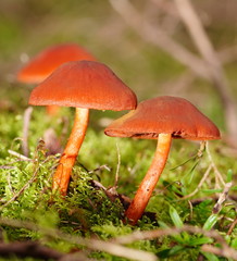 Cortinarius kula
