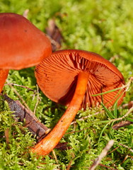 Cortinarius kula