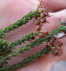 Erica stylaris