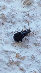 Ebaeus