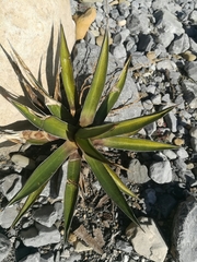 Agave albomarginata