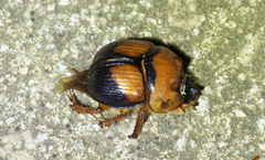 Bolbocerosoma bruneri
