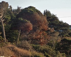 Pinus contorta contorta