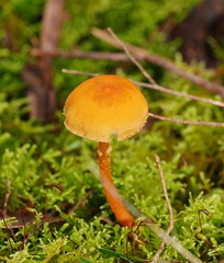 Cystoderma muscicola