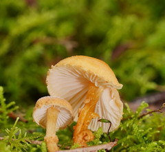 Cystoderma muscicola