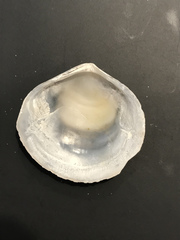 Pseudarcopagia decora