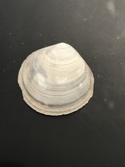 Pseudarcopagia decora