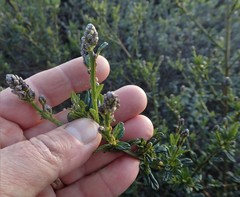 Ceanothus thyrsiflorus
