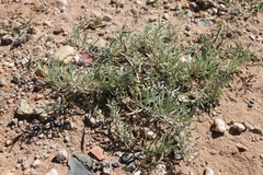 Convolvulus ammannii