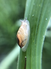 Succinea arundinetorum