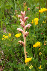 Orobanche caryophyllacea