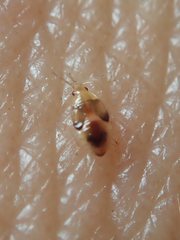 Cimicoidea