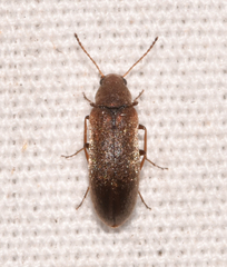 Melandryidae