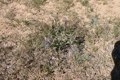 Dracocephalum foetidum