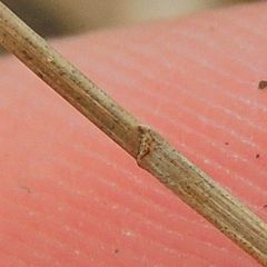 Eleocharis elliptica