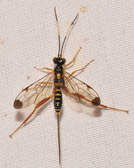 Spilopteron occiputale