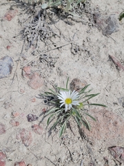 Townsendia grandiflora