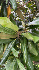 Magnolia grandiflora