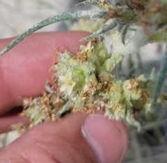 Ipomopsis spicata spicata