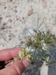 Ipomopsis spicata spicata