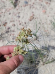 Ipomopsis spicata spicata