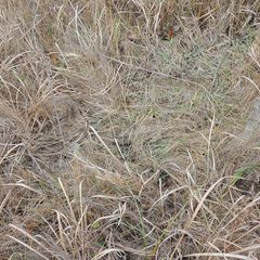 Eleocharis elliptica