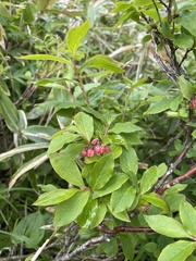 Vaccinium smallii