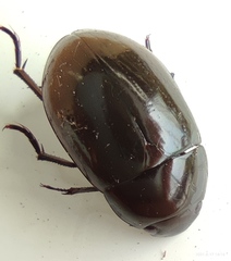 Hydrochara dichroma