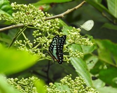 Graphium doson evemonides