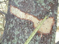 Erethizontidae
