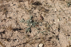 Astragalus laguroides