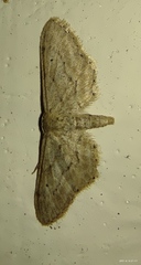 Idaea longaria