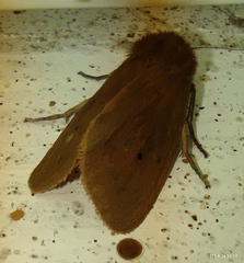Phragmatobia fuliginosa taurica
