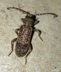 Trichoferus griseus