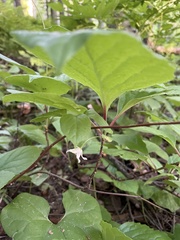Schisandra chinensis