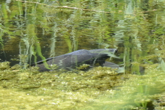 Cyprinus carpio carpio