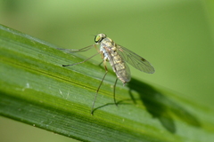 Chrysopilus asiliformis