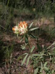 Anthyllis vulneraria polyphylla