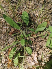 Anthyllis vulneraria polyphylla