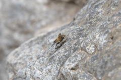 Helophilus eristaloidea