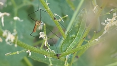 Nephrotoma flavescens